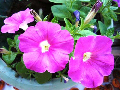 最適合花箱種植的花，不僅好看，養(yǎng)護(hù)也很方便！